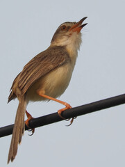 Plain Prinia