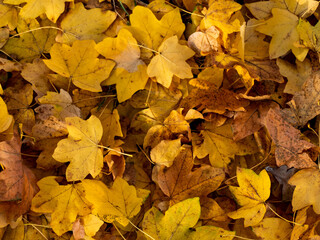 close up of autumn leaves on the ground