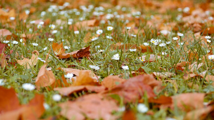 autumn leaves on the grass