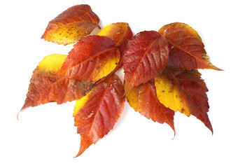 Aralia autumn leaves