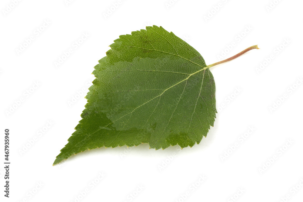 Sticker birch leaf