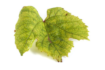 Autumn grape leaf