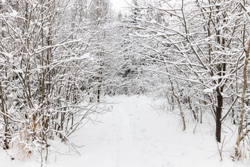 Winter snow forest with footpath under frozen snowy trees.