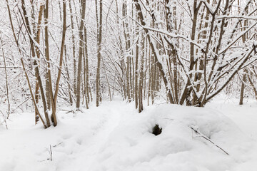 Winter snow forest with frozen snowy trees and footpath.