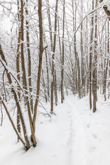 Winter snow forest with footpath and frozen snowy trees.