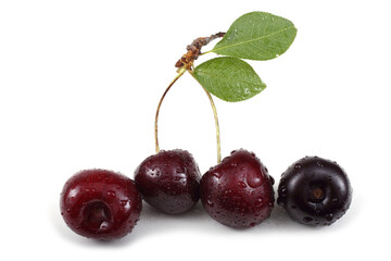 Wet dark red cherries with leaves