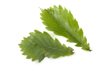 Oak leaves