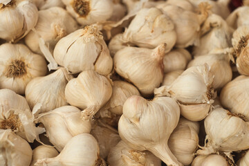 Harvest of fresh garden garlic on the farmer's market in Serbia