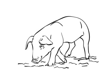 Sketch of pig, Hand drawn vector illustration
