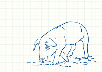 Sniffing pig, Blue pen sketch on square grid notebook page, Hand drawn vector linear illustration
