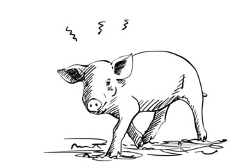 Sketch of pig, Hand drawn vector illustration with hatched shades