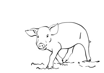 Sketch of pig, Hand drawn vector illustration