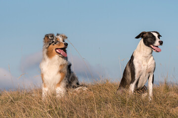 blue merle Australian shepherd puppy dog runs and jump on the meadow of the Praglia with a pitbull puppy dog in Liguria in Italy