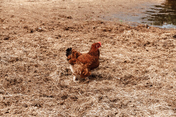 A brown chicken walks around the farm yard outdoors.