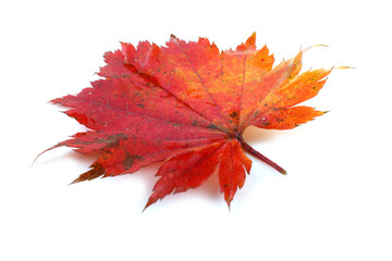 Beautiful autumn maple leaf isolated on white