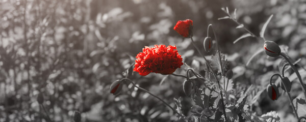 Red poppies in the field. Background imagery for remembrance or armistice day on 11 of november....