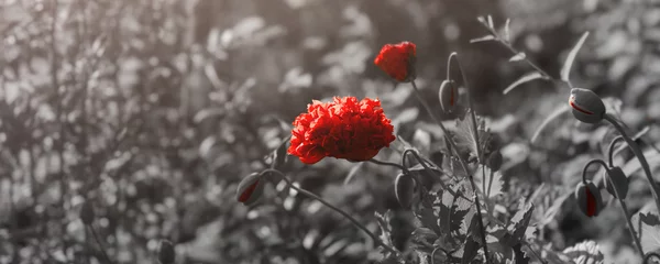 Zelfklevend Fotobehang Red poppies in the field. Background imagery for remembrance or armistice day on 11 of november. Poppy field as a symbol of Remembrance. © Jevgenija Zukova