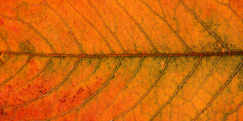 Close up of a yellow, orange, brown leaf. macro photography