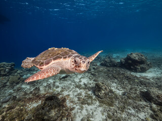 Naklejka na ściany i meble Seascape with Loggerhead Sea Turtle in the turquoise water of coral reef of Caribbean Sea, Curacao