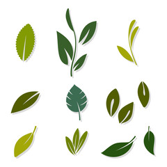 Nature green tea leaves vector icons set isolated on a white background.