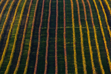 Autumn vineyard near Velke Bilovice, Southern Moravia, Czech Republic