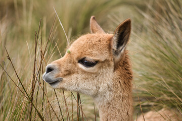 Close up of a young vicuna in the Andes © Thomas