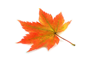 Autumn maple leaf
