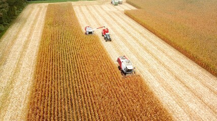 Zwei Maishäcksler und Traktor mit Muldenkipper auf einem Feld bei der Ernte von Mais,...