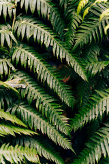 Fototapeta na wymiar Fern leaves on dark background in jungle.Santa Cruz de Tenerife, Canary Islands, Spain