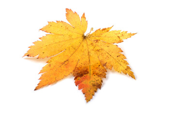 Beautiful autumn maple leaf isolated on white