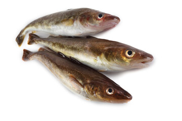 Saffron cod is one of cod varieties