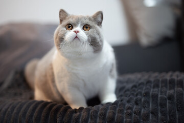 Edel Britisch Kurzhaar Katze Kitten Odd eyed cinnamon