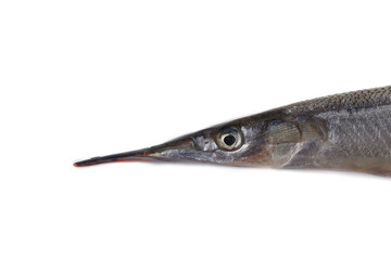 Garfish isolated on white