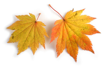 Beautiful autumn maple leaves isolated on white