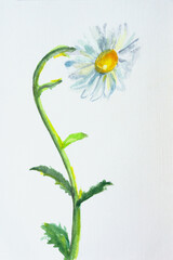 Chamomile watercolor paper. One fragile curved wildflower hand-painted with a brush and paints. Author's art postcard, vertical layout for the design. A delicate light illustration of a white daisy.