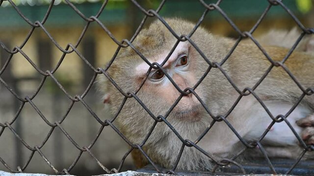 Pigtail macaque monkey are stress and lonely