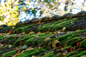 Moss on Roof Tiles. Green Roofs. 