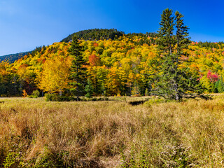 Maine-White Mountian Nat. Forest-Evans Brook