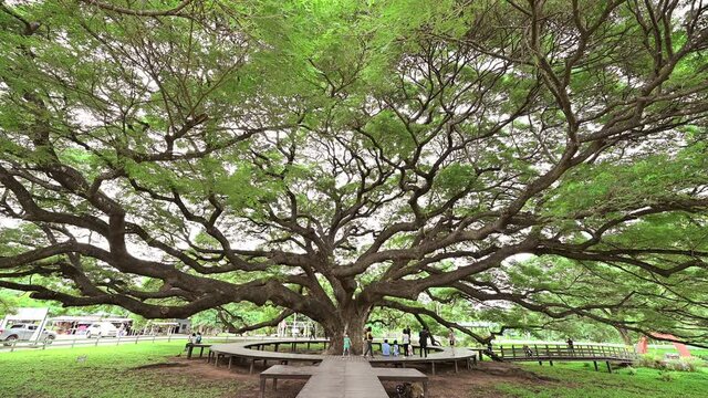 Tourists visiting to Samanea saman or Rain tree the biggest tree