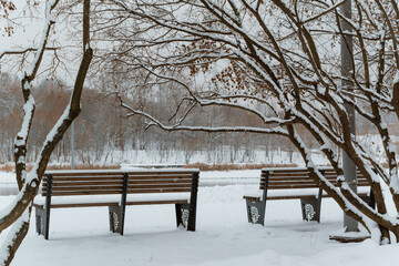 two benches in the park against the background of snow-covered trees.