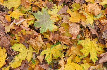 yellow dry maple leaves on the ground, top view