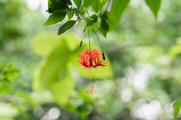 フリンブッソウゲ