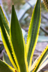 Agave century plant variegated on plantation. Huge green leaves, yellow serrated edges in botanical garden. Evergreen succulent. Large cactus, live plant. Twisty variegated agave Americana backdrop.