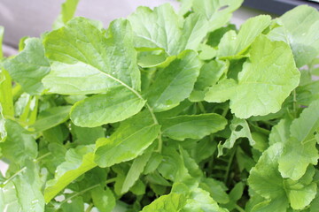 Vegetables for fall are growing!