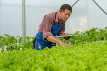 Happy senior farmer working using tablet in hydroponic greenhouse farm, clean food and healthy eating concept