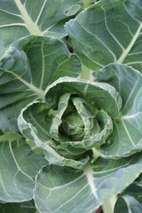 Vegetables for fall are growing!