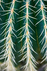 Golden Barrel Cactus needles, prickles abstract background texture. Echinocactus grusonii, Ferocactus plant with long dangerous spines in deserts of Southwestern North America. Botanical garden plants