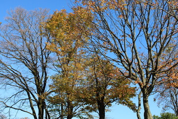 Let's take a walk in the park in autumn.