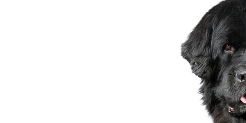 close up of  newfoundland dog isolated on white background