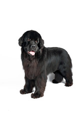  newfoundland dog isolated on white background